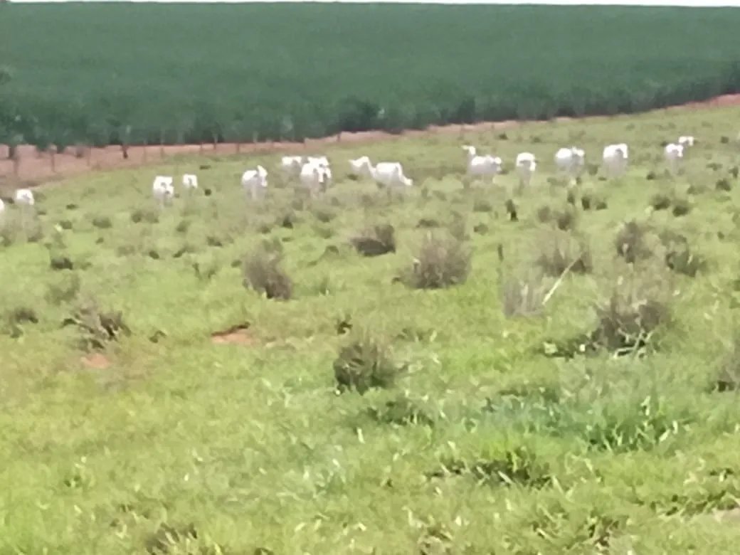 Sítio à venda de 56 ha em Cesário Lange, SP, Brasil