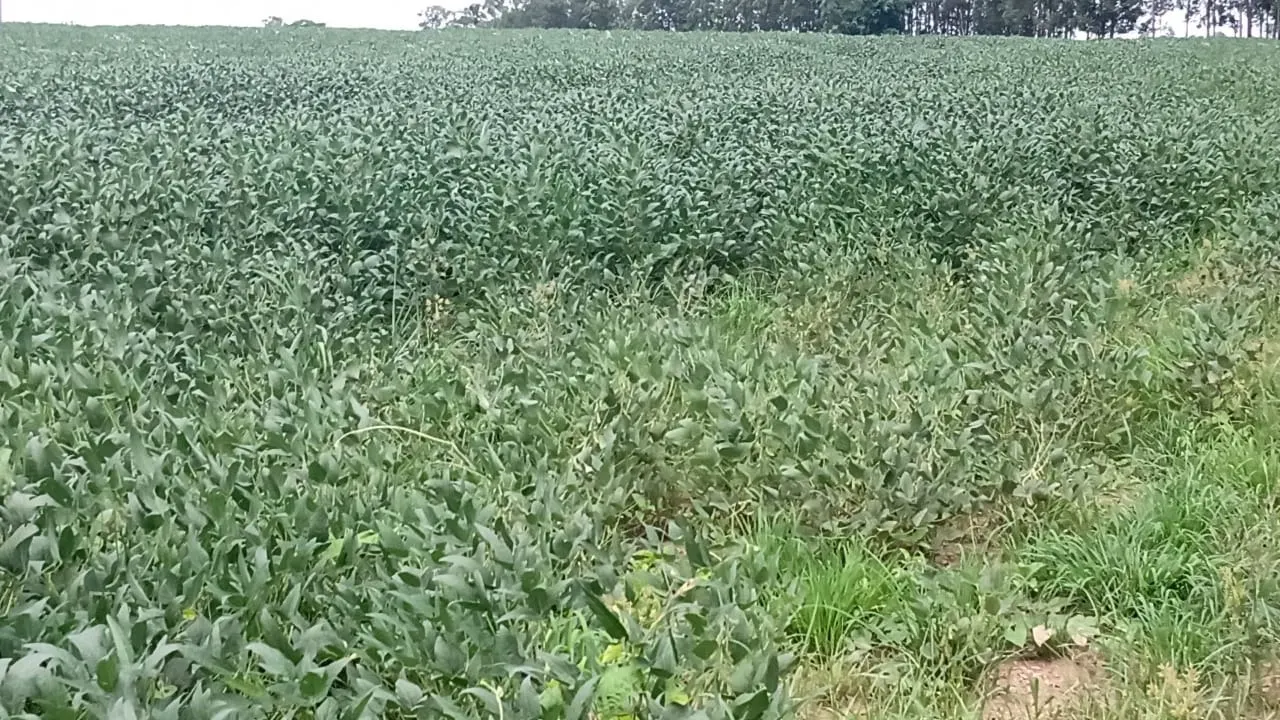 Sítio à venda de 56 ha em Cesário Lange, SP, Brasil