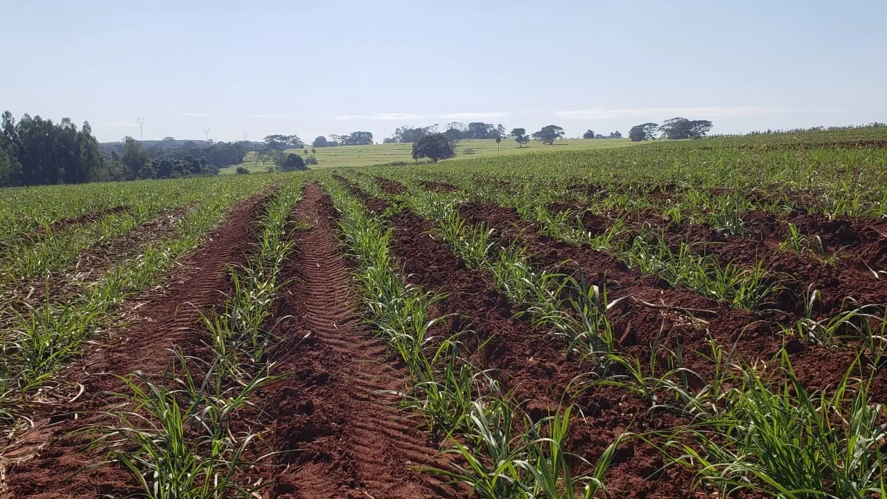 Fazenda à venda e para Arrendar de 172 ha em Nova Granada, SP, Brasil