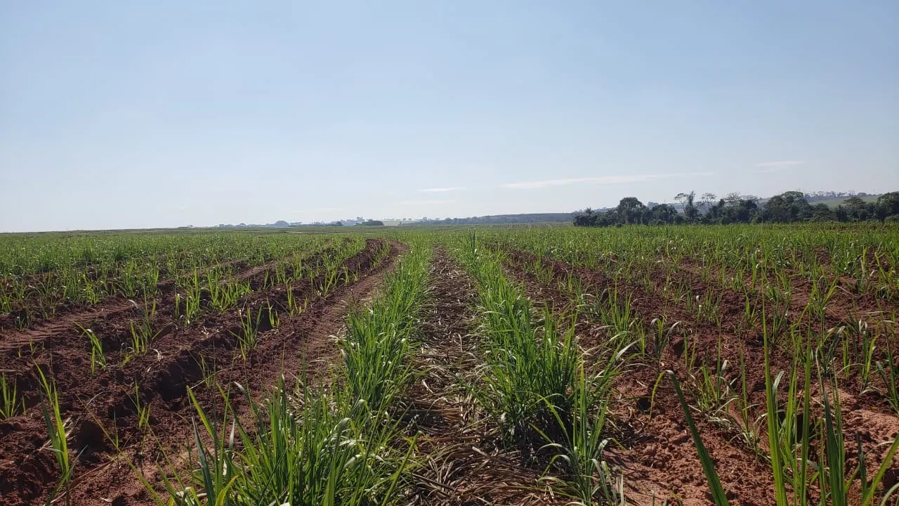 Fazenda à venda e para Arrendar de 172 ha em Nova Granada, SP, Brasil