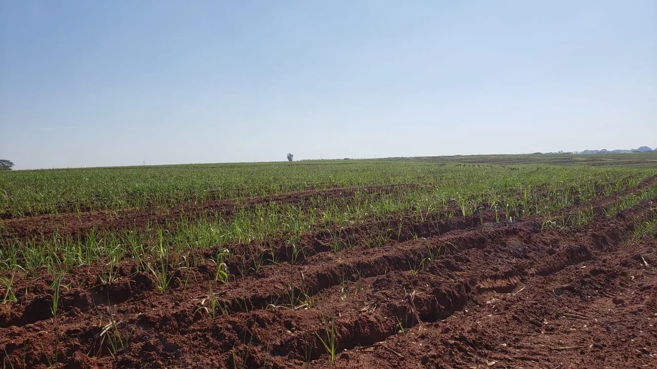 Fazenda à venda e para Arrendar de 172 ha em Nova Granada, SP, Brasil