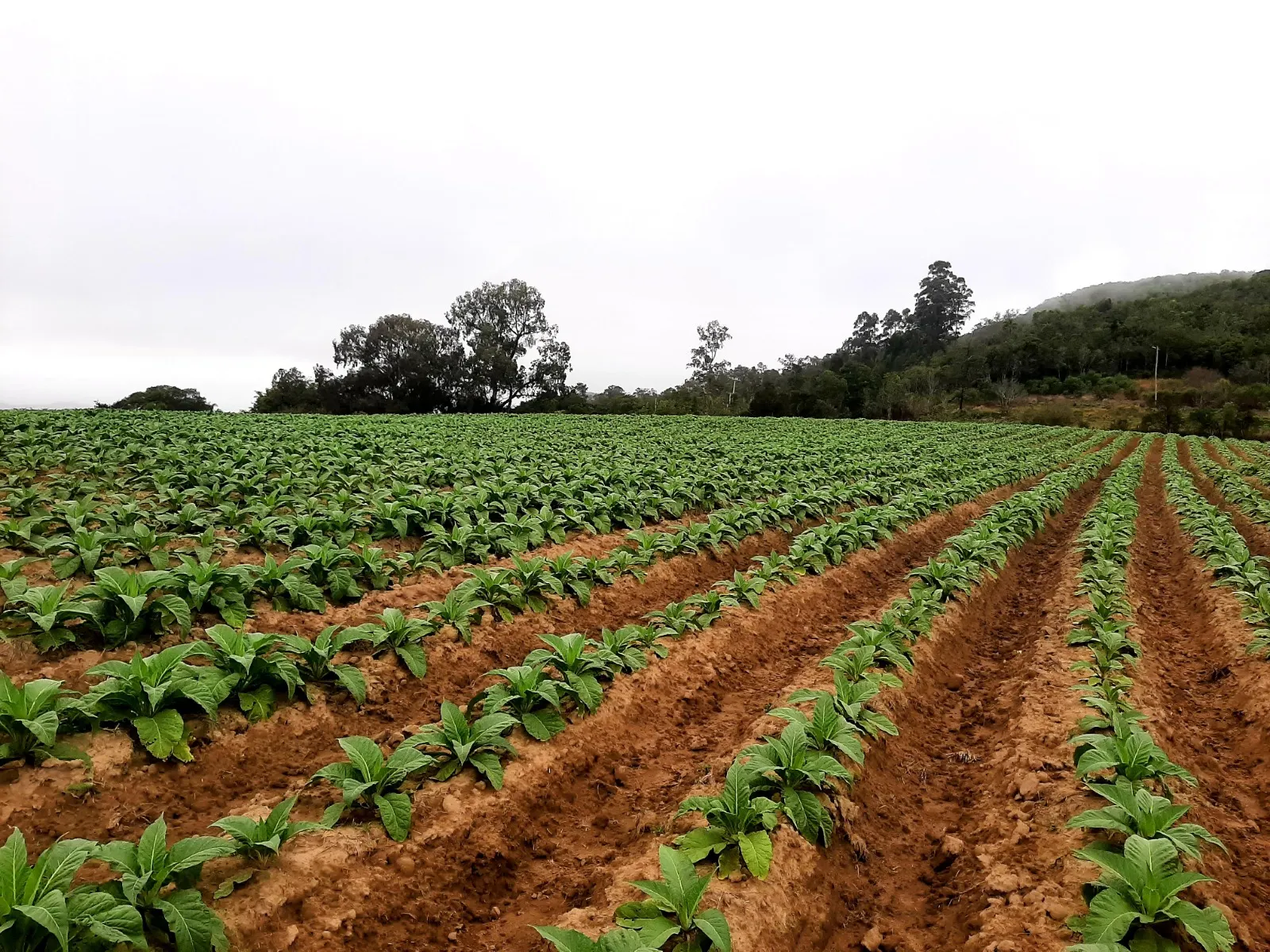 Sítio à venda e para Arrendar de 12 ha em Mariana Pimentel, RS, Brasil