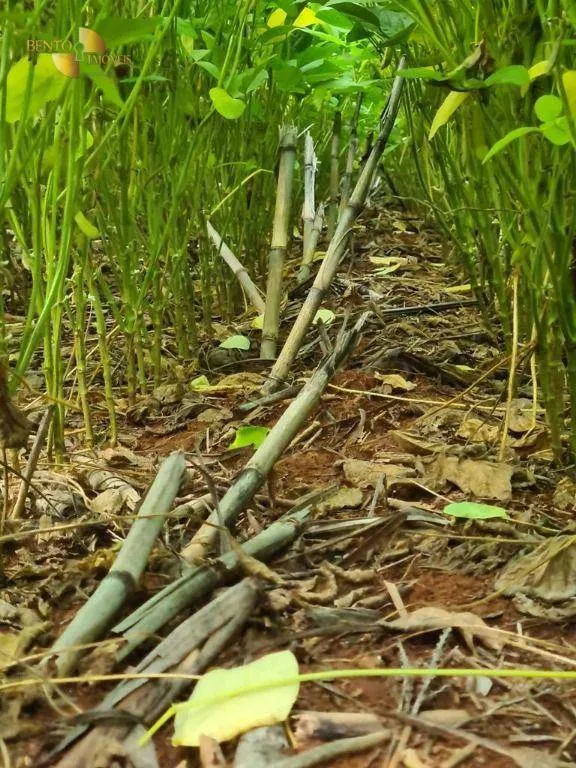 Fazenda à venda de 460 ha em Nobres, MT, Brasil