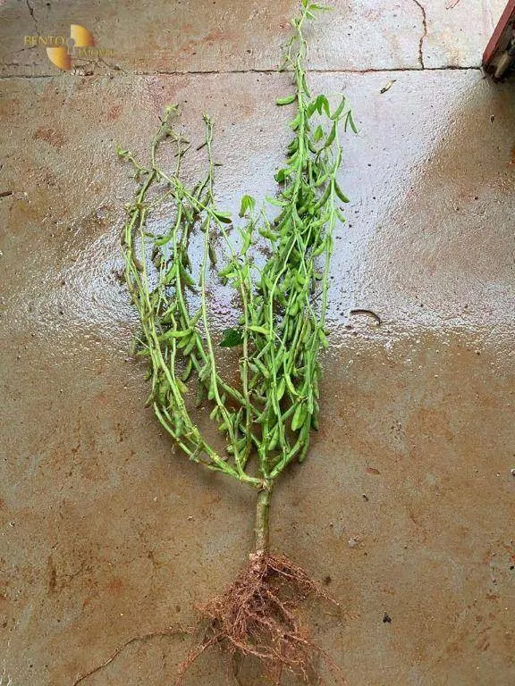 Fazenda à venda de 460 ha em Nobres, MT, Brasil