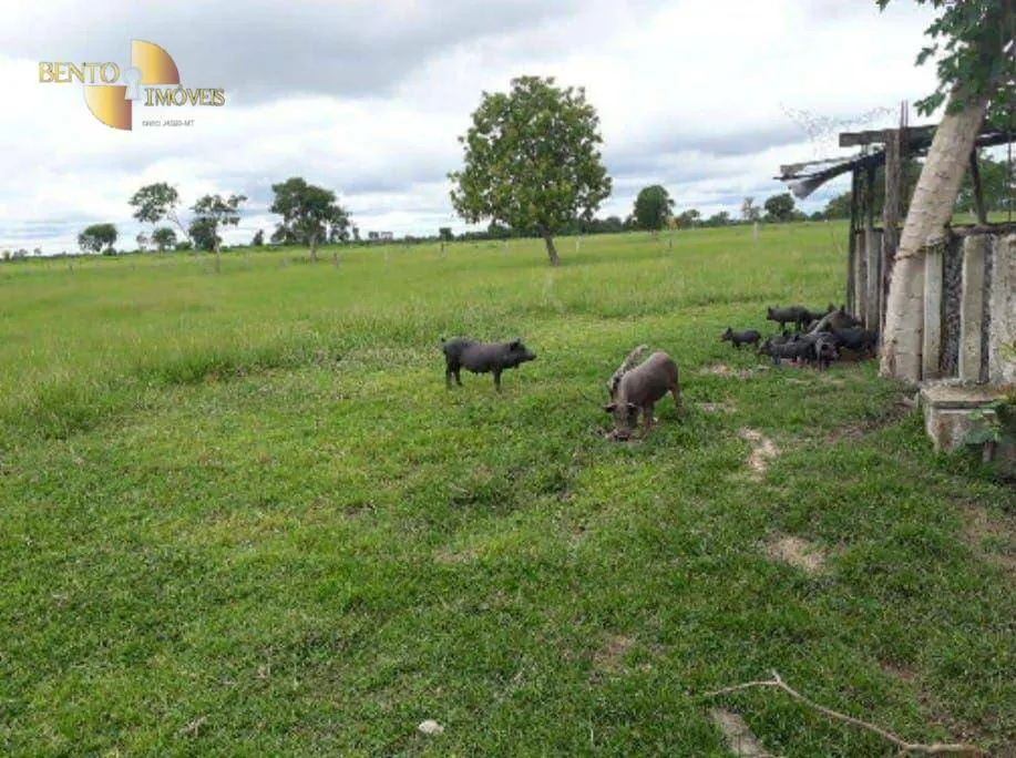 Fazenda à venda de 2.014 ha em Araguaiana, MT, Brasil