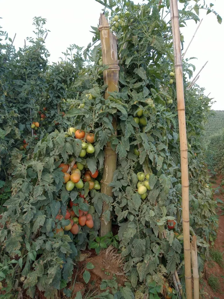 Sítio à venda e para Arrendar de 77 ha em Ribeirão Branco, SP, Brasil