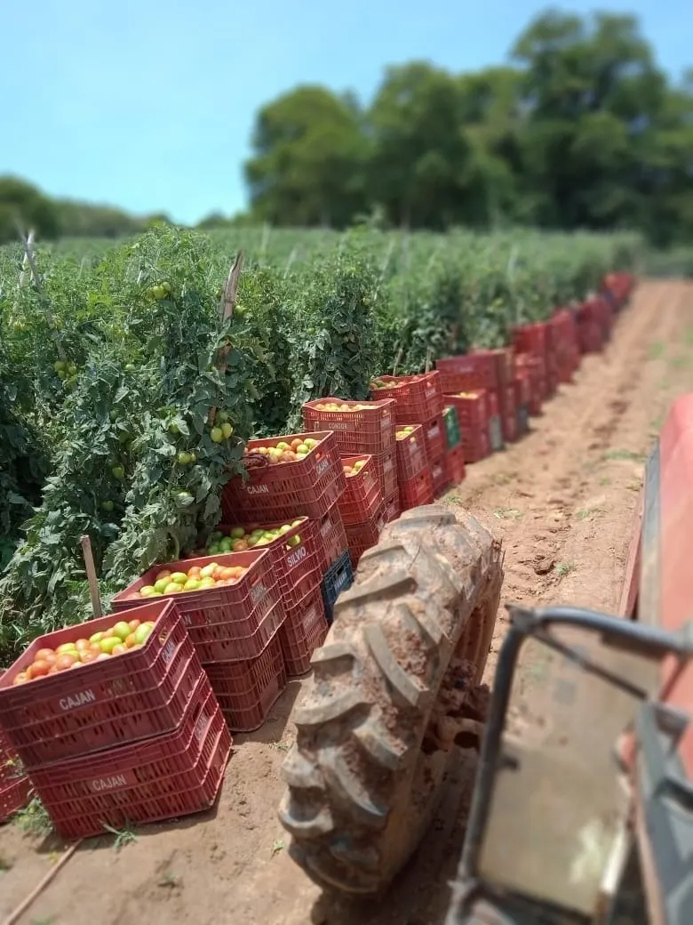 Sítio à venda e para Arrendar de 77 ha em Ribeirão Branco, SP, Brasil