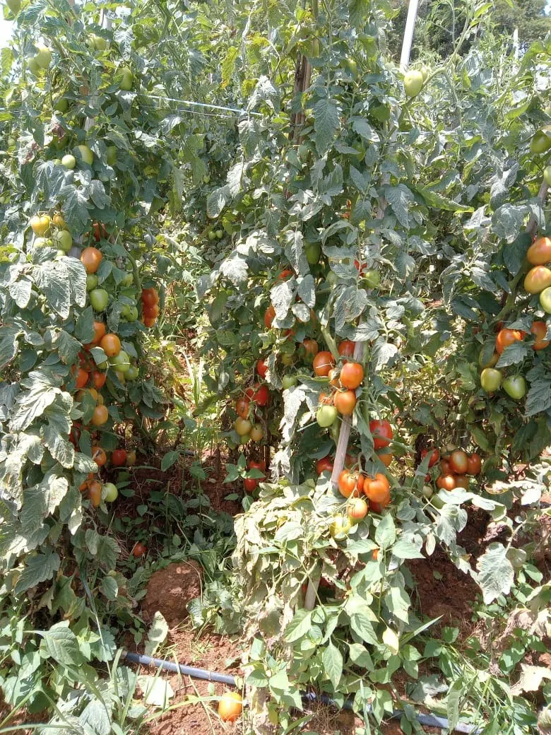 Sítio à venda e para Arrendar de 77 ha em Ribeirão Branco, SP, Brasil