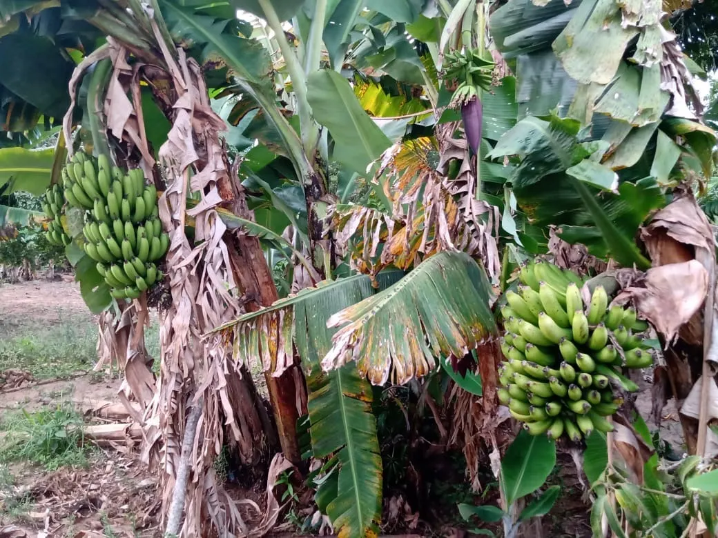 Chácara à venda de 3.000 m² em Angatuba, SP, Brasil