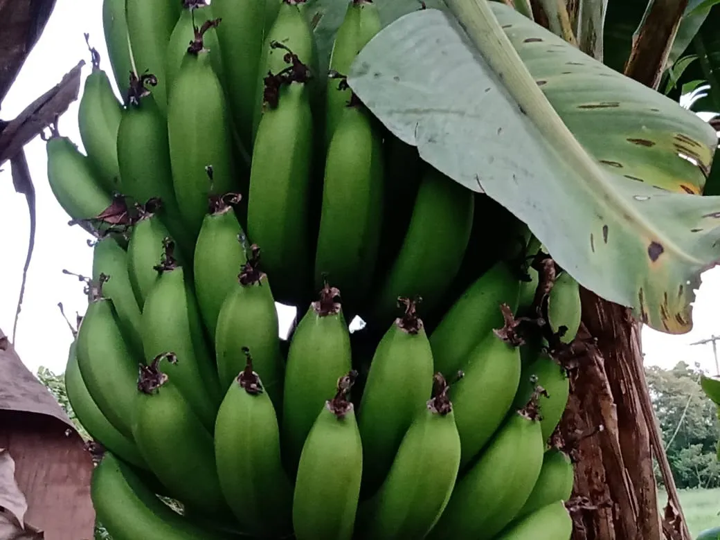 Chácara à venda de 3.000 m² em Angatuba, SP, Brasil