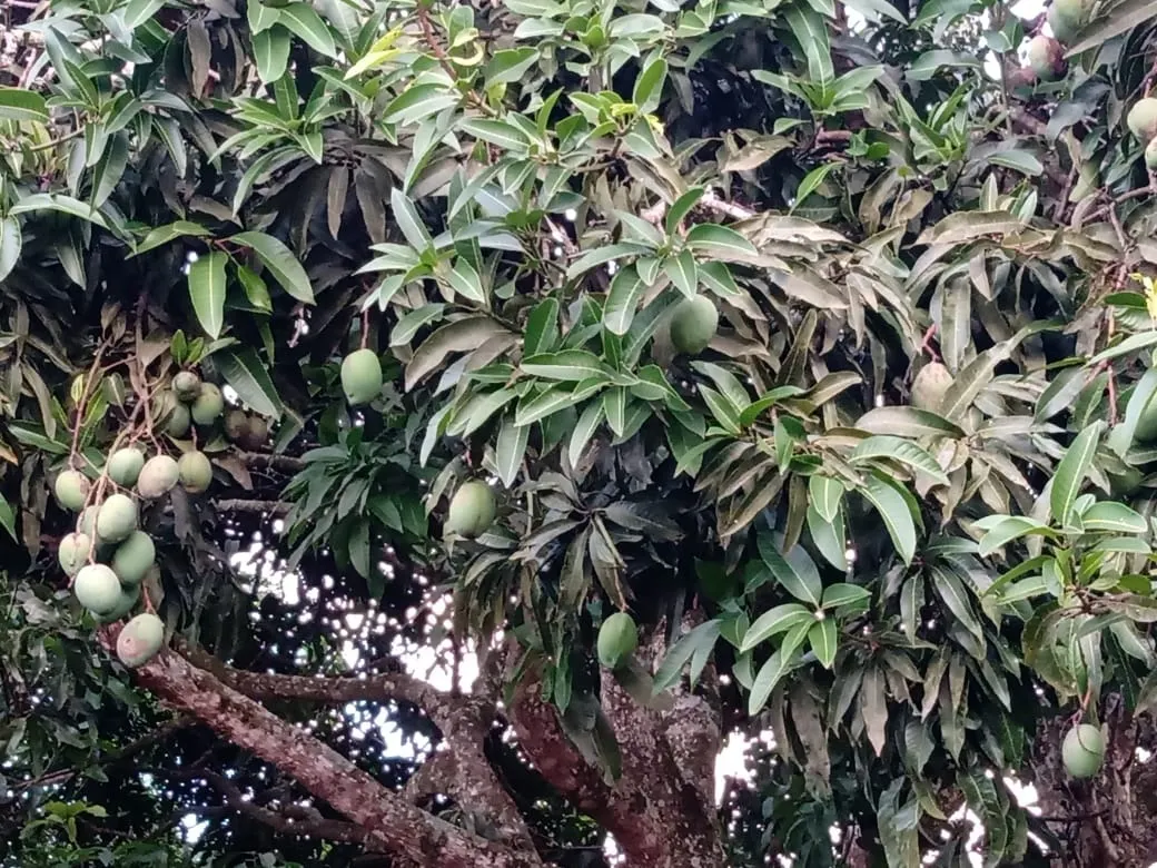 Chácara à venda de 3.000 m² em Angatuba, SP, Brasil