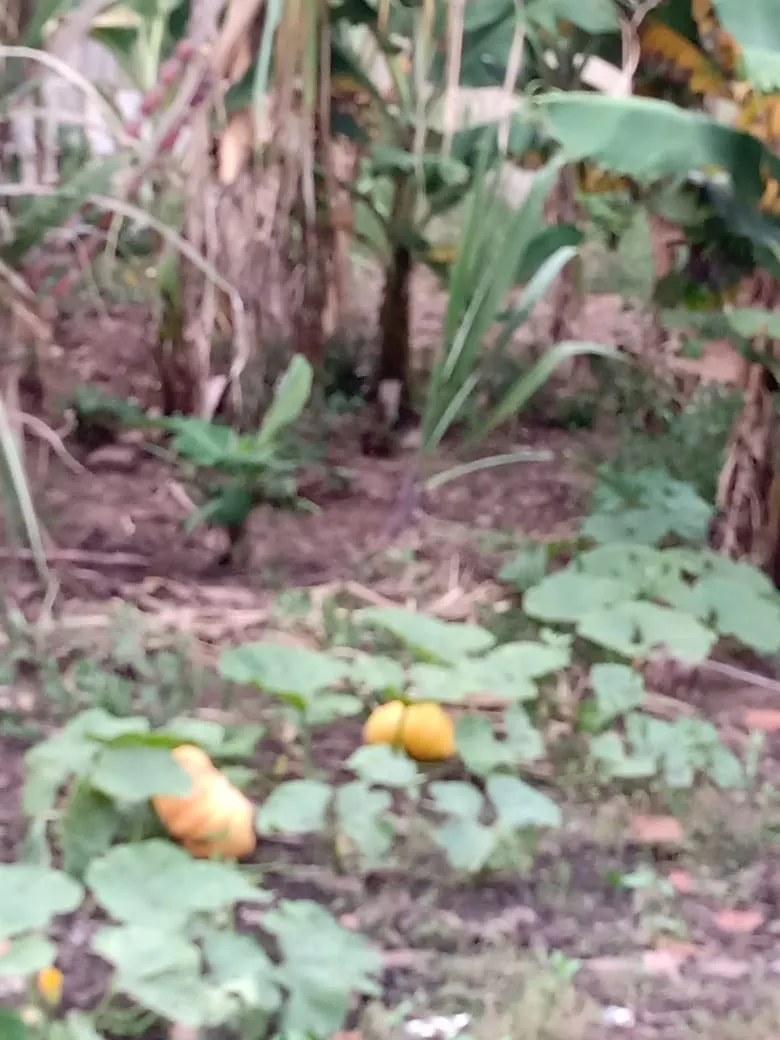 Chácara à venda de 3.000 m² em Angatuba, SP, Brasil