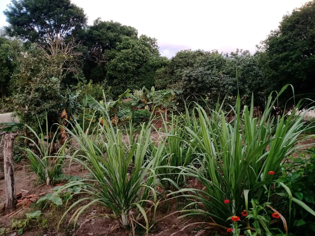Chácara à venda de 3.000 m² em Angatuba, SP, Brasil
