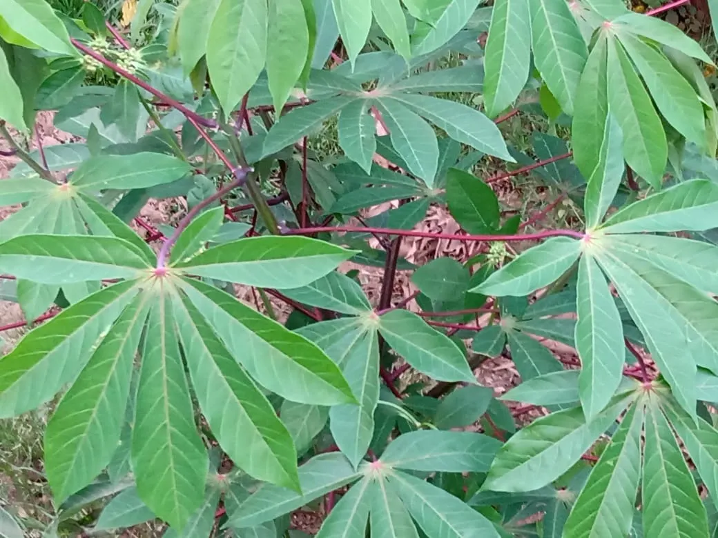 Chácara à venda de 3.000 m² em Angatuba, SP, Brasil