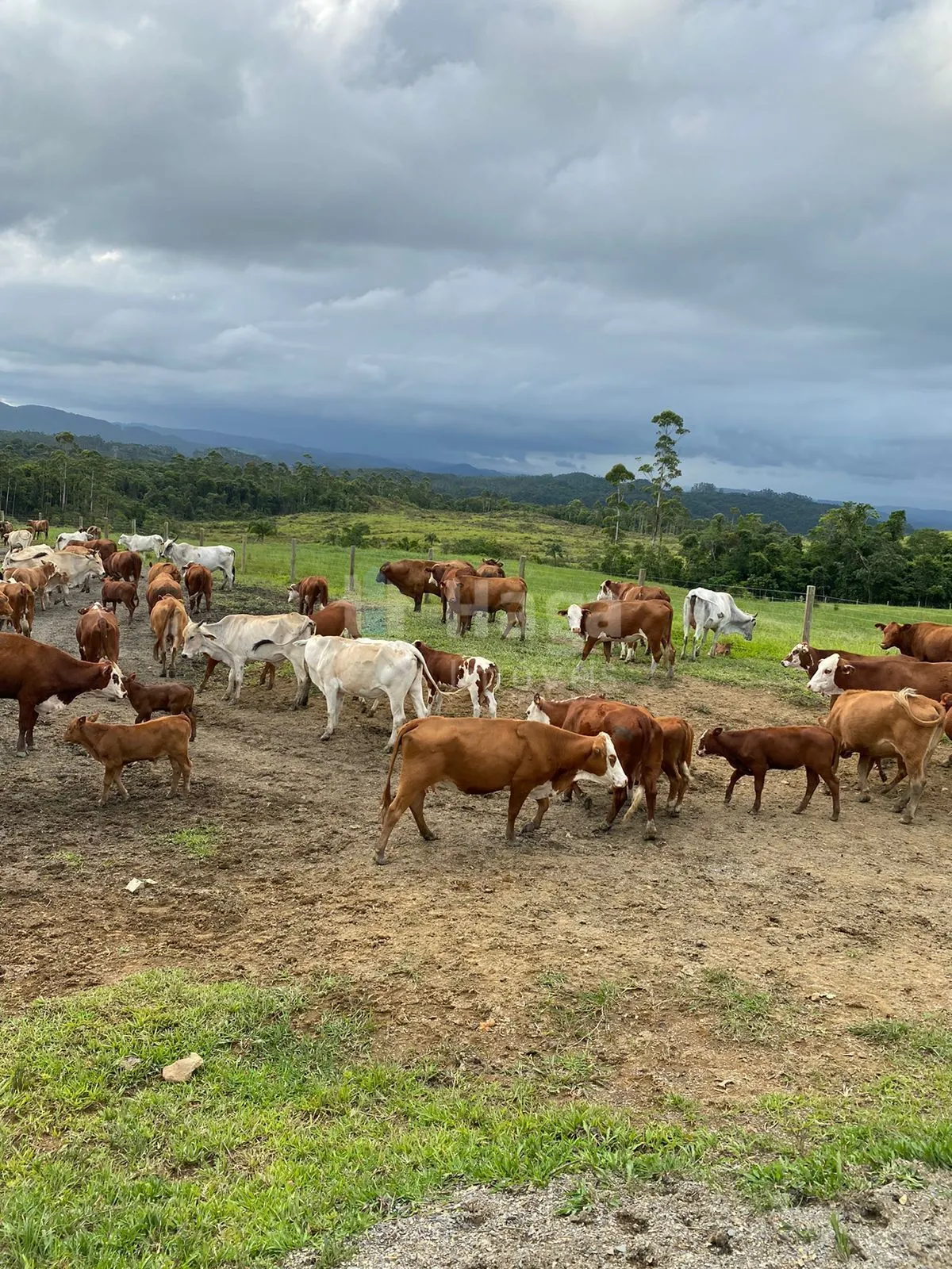 Chácara à venda de 786 ha em Timbó, SC, Brasil