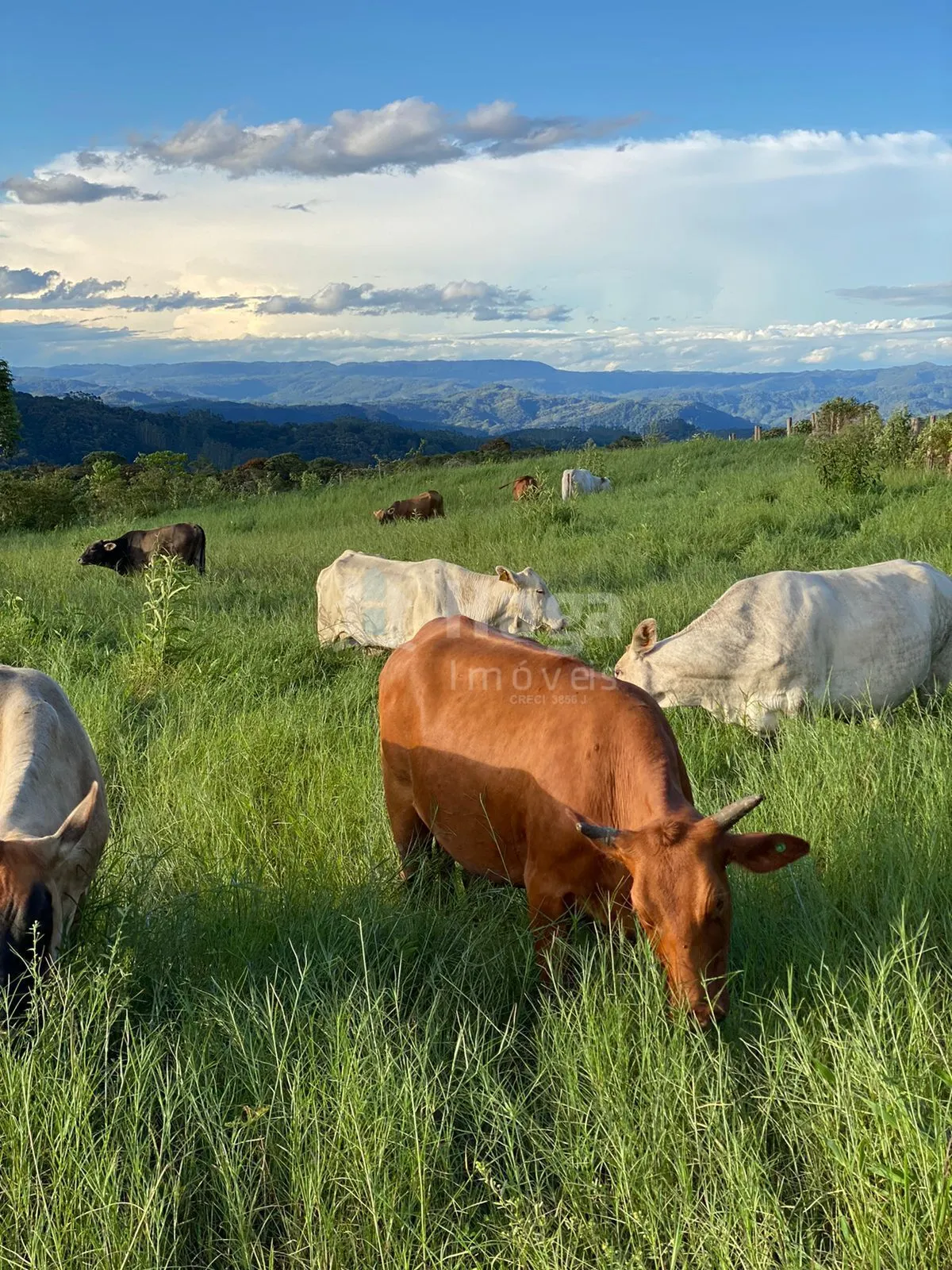 Chácara à venda de 786 ha em Timbó, SC, Brasil