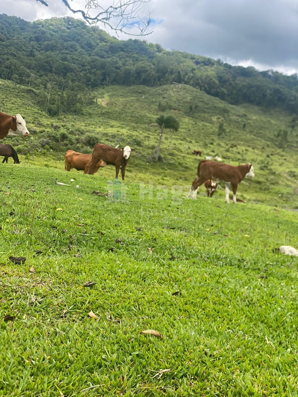 Chácara à venda de 786 ha em Timbó, SC, Brasil