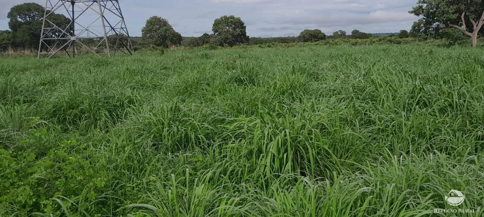 Fazenda à venda de 1.161 ha em Peixe, TO, Brasil