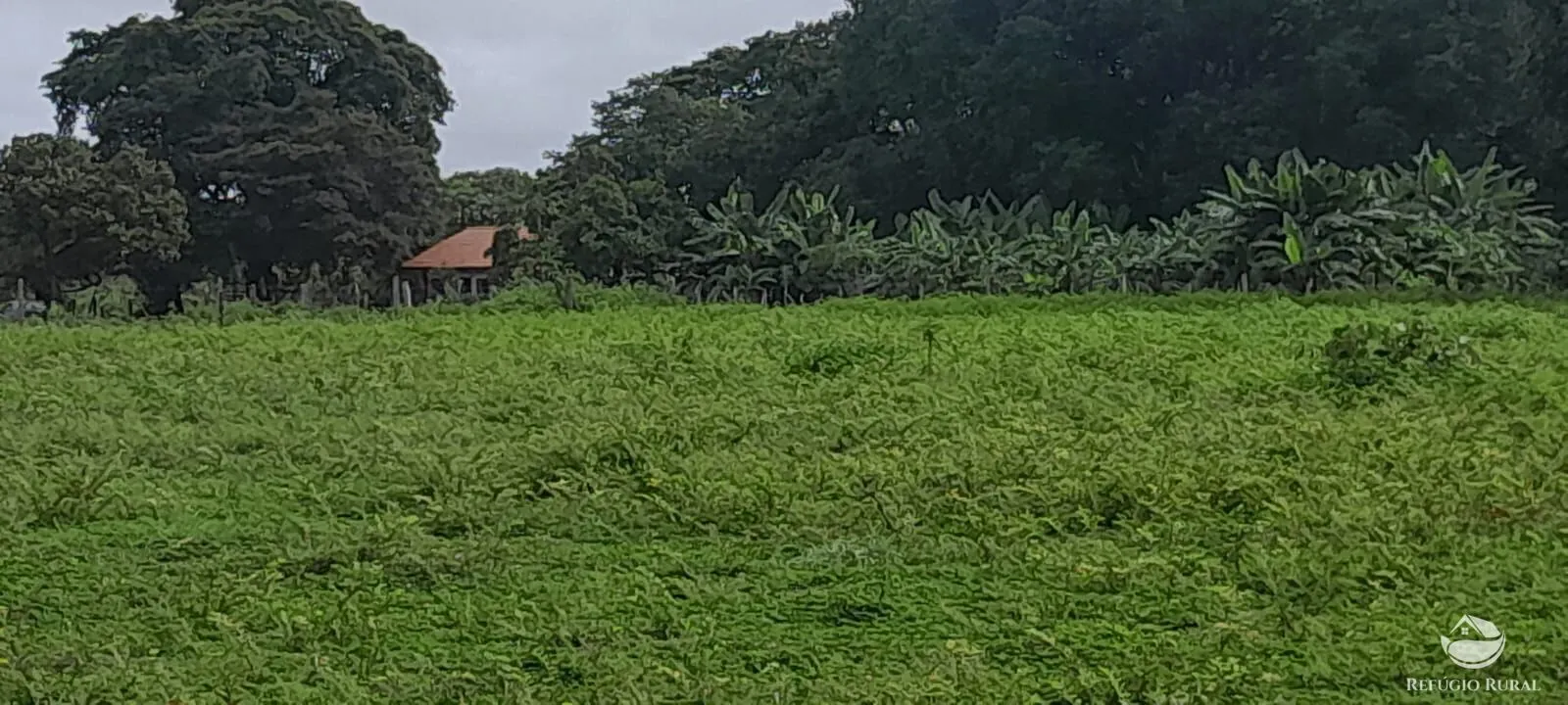 Fazenda à venda de 1.161 ha em Peixe, TO, Brasil