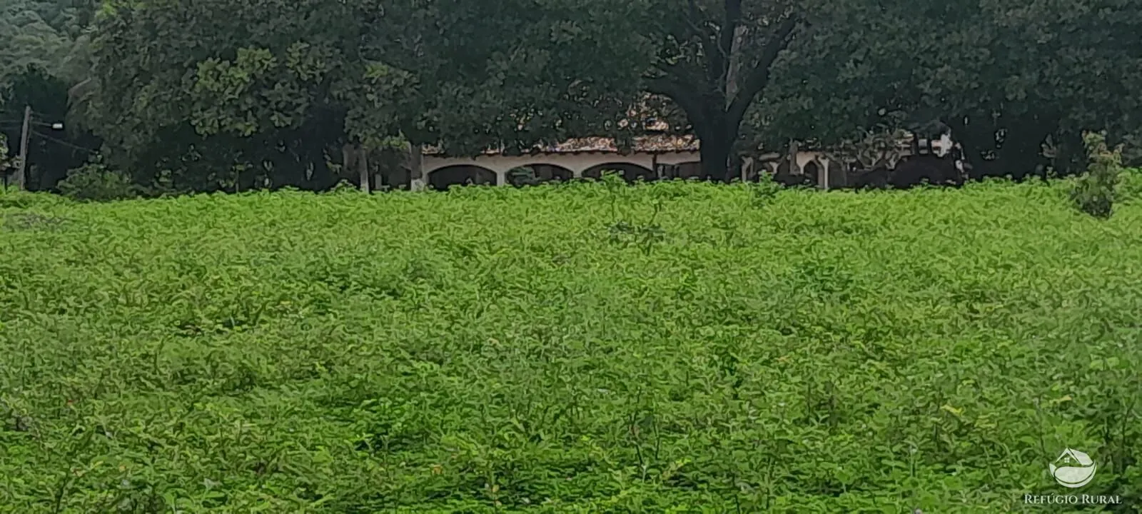 Fazenda à venda de 1.161 ha em Peixe, TO, Brasil