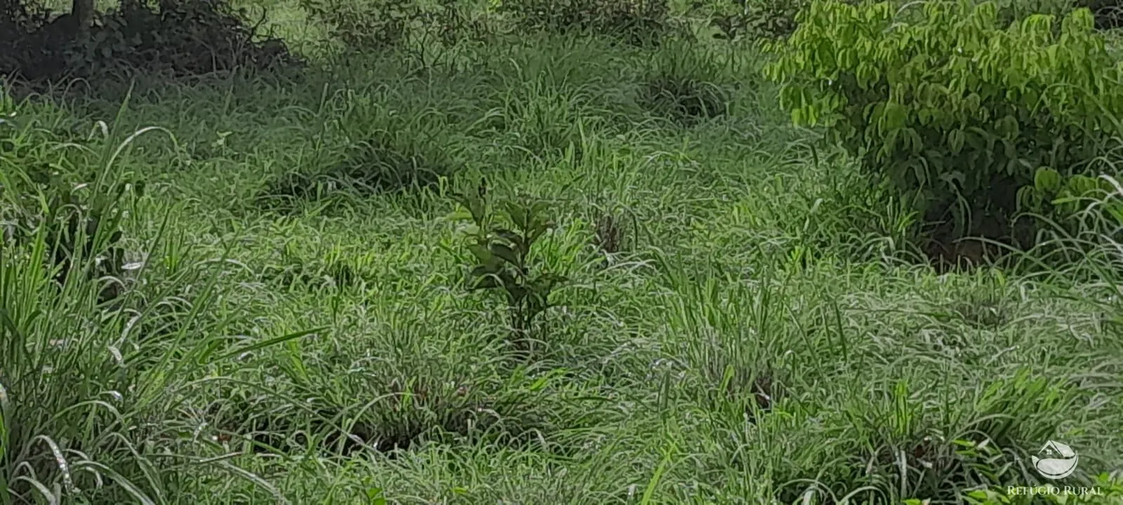 Fazenda à venda de 1.161 ha em Peixe, TO, Brasil