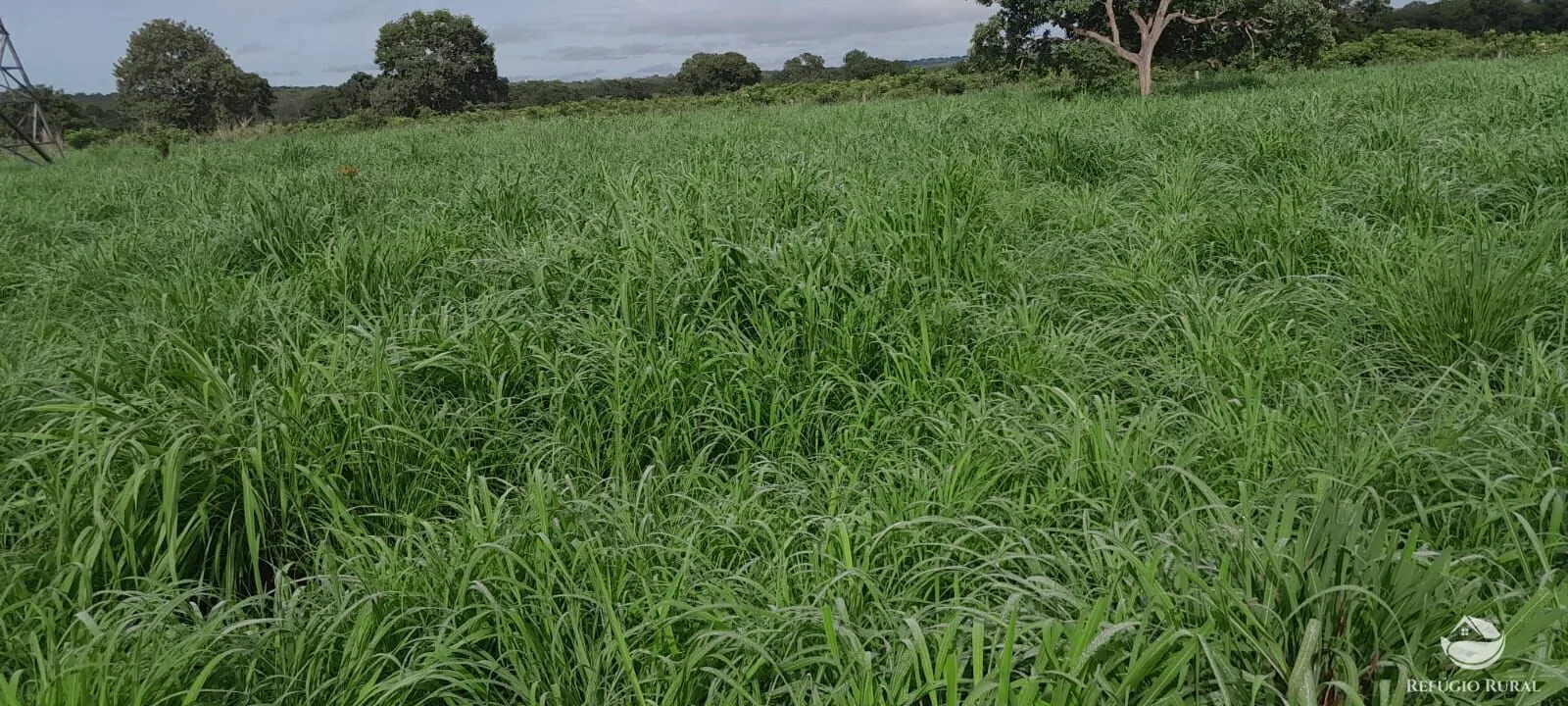 Fazenda à venda de 1.161 ha em Peixe, TO, Brasil
