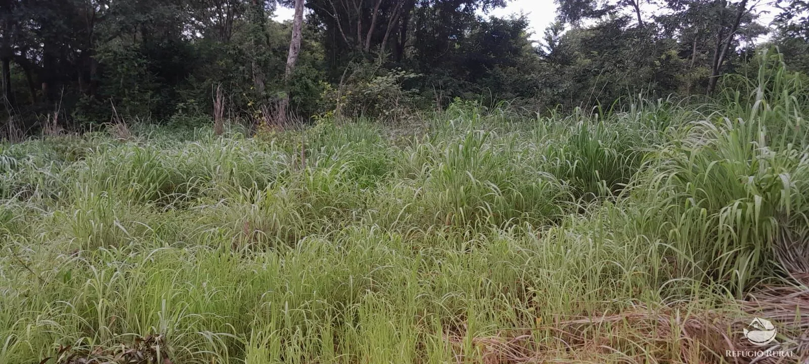 Fazenda à venda de 1.161 ha em Peixe, TO, Brasil