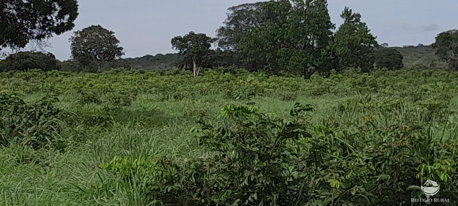 Fazenda à venda de 1.161 ha em Peixe, TO, Brasil