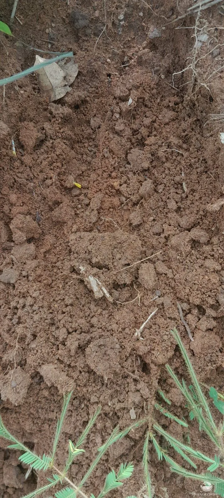 Fazenda à venda de 1.161 ha em Peixe, TO, Brasil