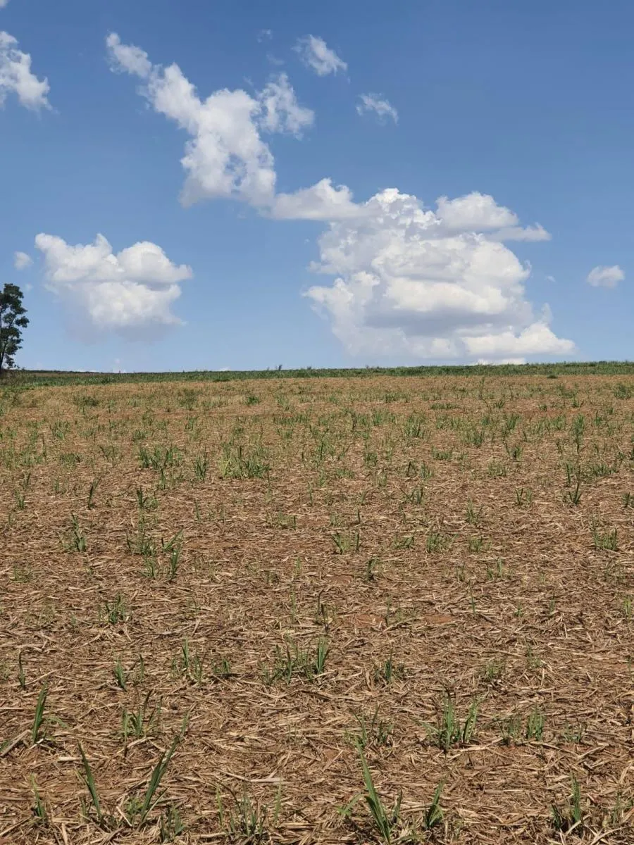 Fazenda à venda de 90 ha em Porto Ferreira, SP, Brasil