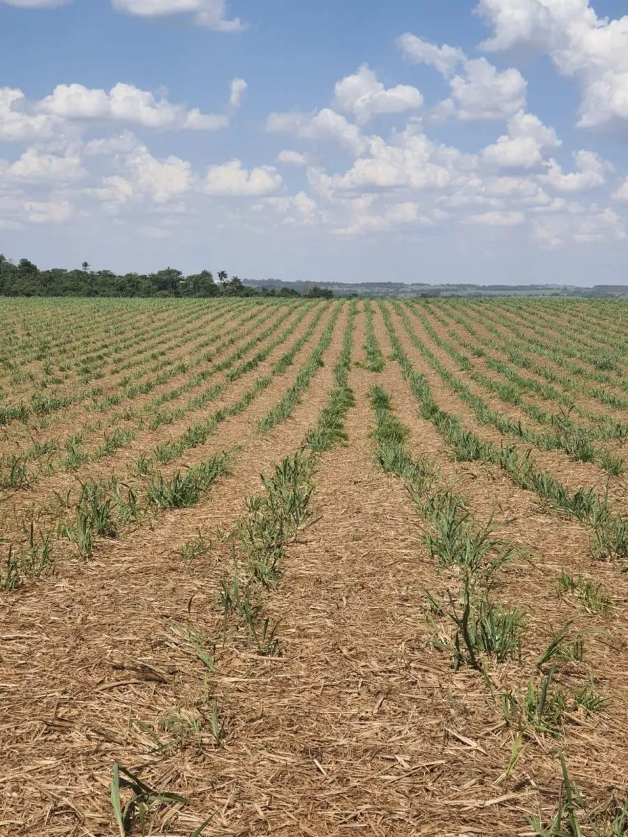 Fazenda à venda de 90 ha em Porto Ferreira, SP, Brasil