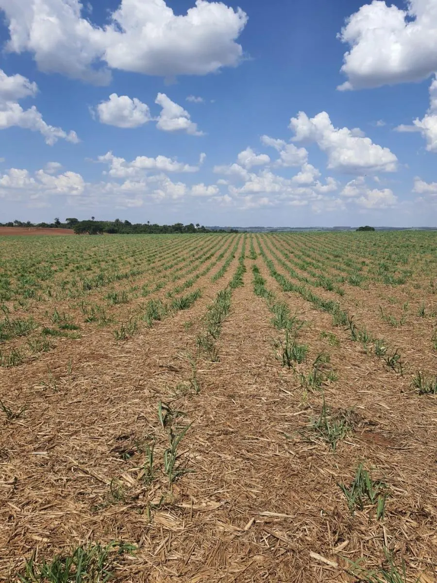 Fazenda à venda de 90 ha em Porto Ferreira, SP, Brasil
