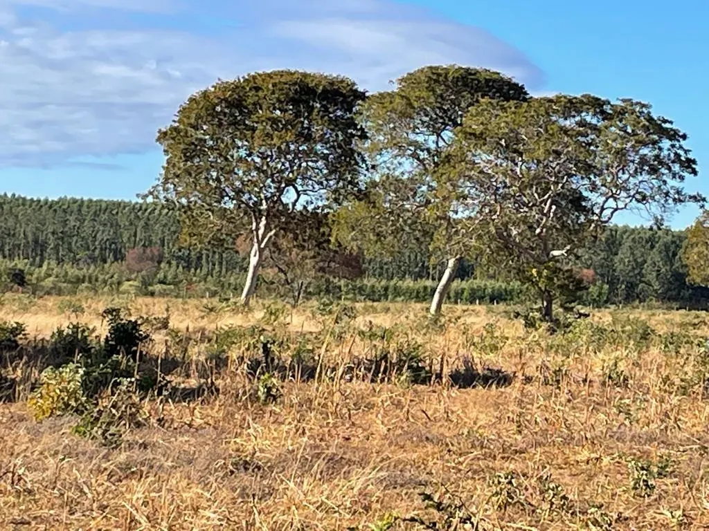 Fazenda à venda de 14.600 ha em Brasilândia de Minas, MG, Brasil