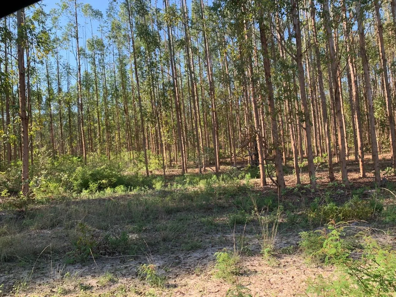 Fazenda à venda de 14.600 ha em Brasilândia de Minas, MG, Brasil