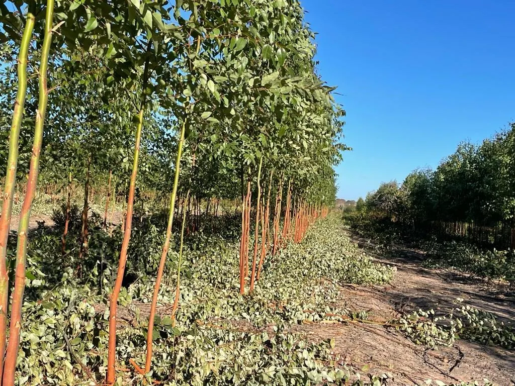 Fazenda à venda de 14.600 ha em Brasilândia de Minas, MG, Brasil