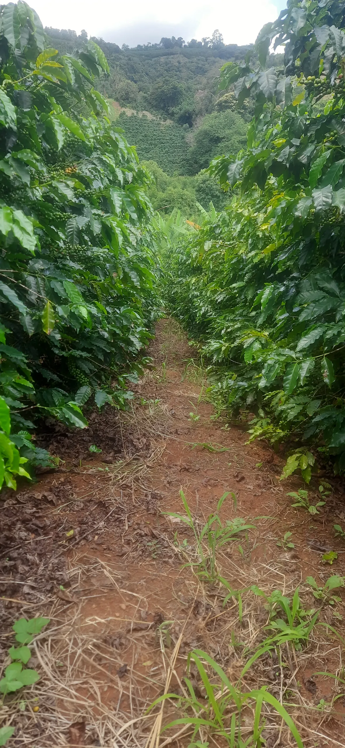 Small farm for sale of 7 acres in Guaxupé, MG, Brazil