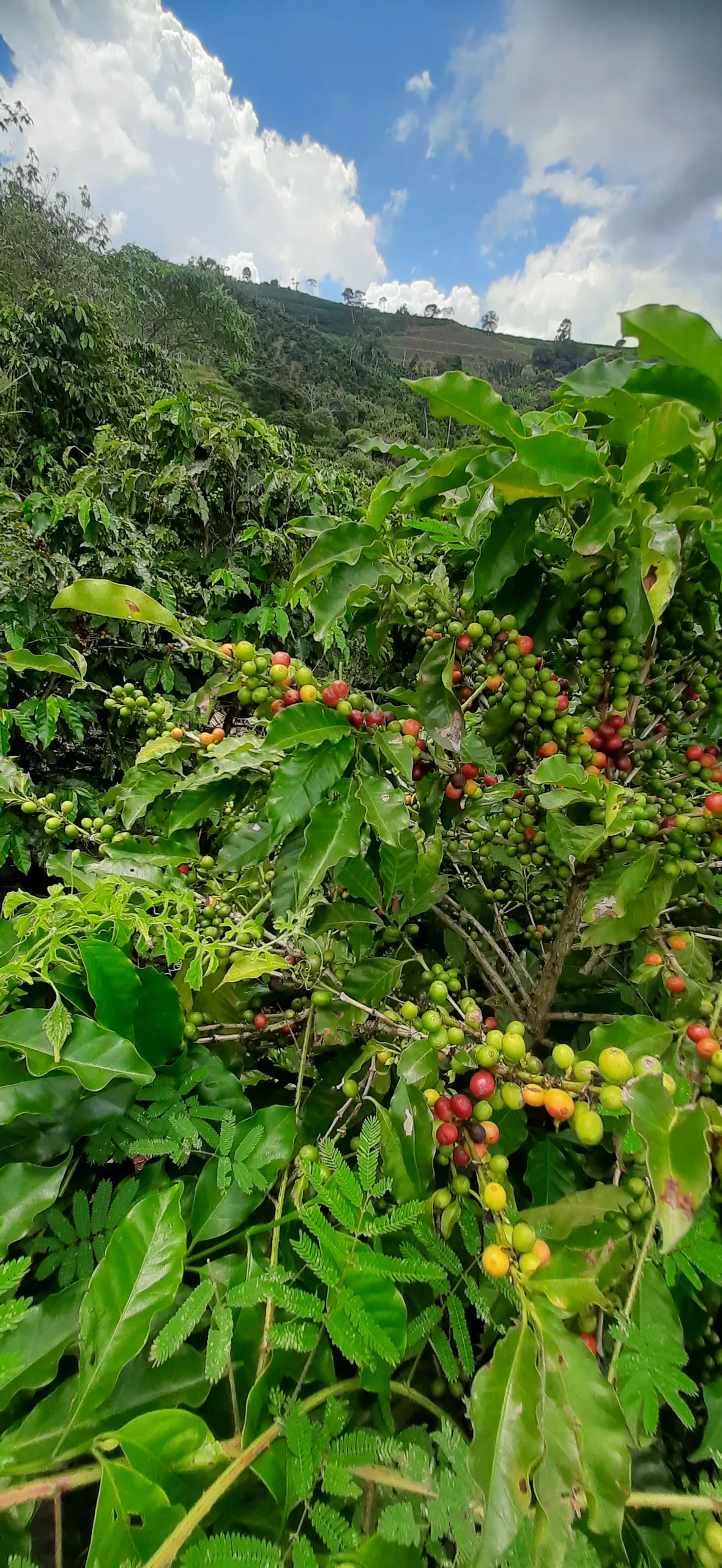 Small farm for sale of 7 acres in Guaxupé, MG, Brazil