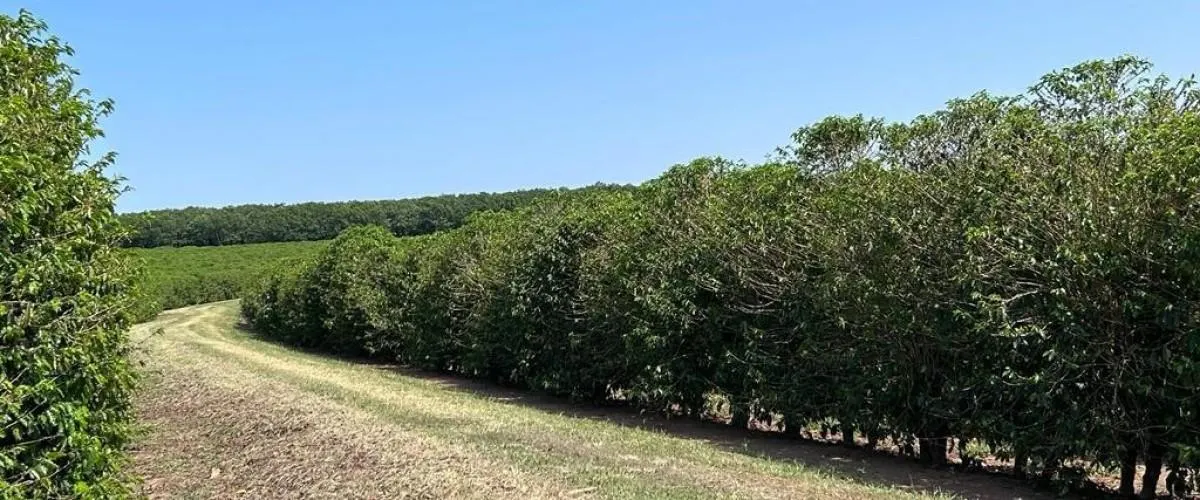 Fazenda à venda de 277 ha em Garça, SP, Brasil