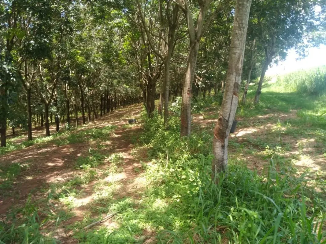 Fazenda à venda de 277 ha em Garça, SP, Brasil