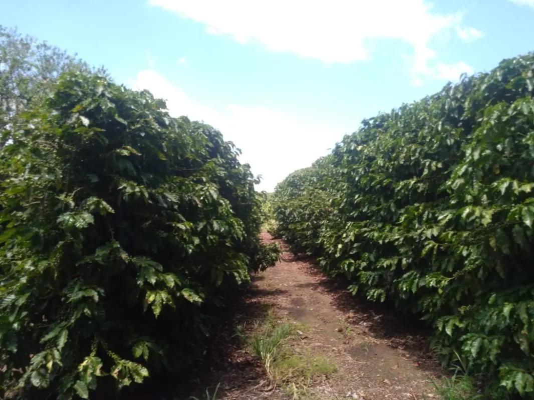 Fazenda à venda de 277 ha em Garça, SP, Brasil