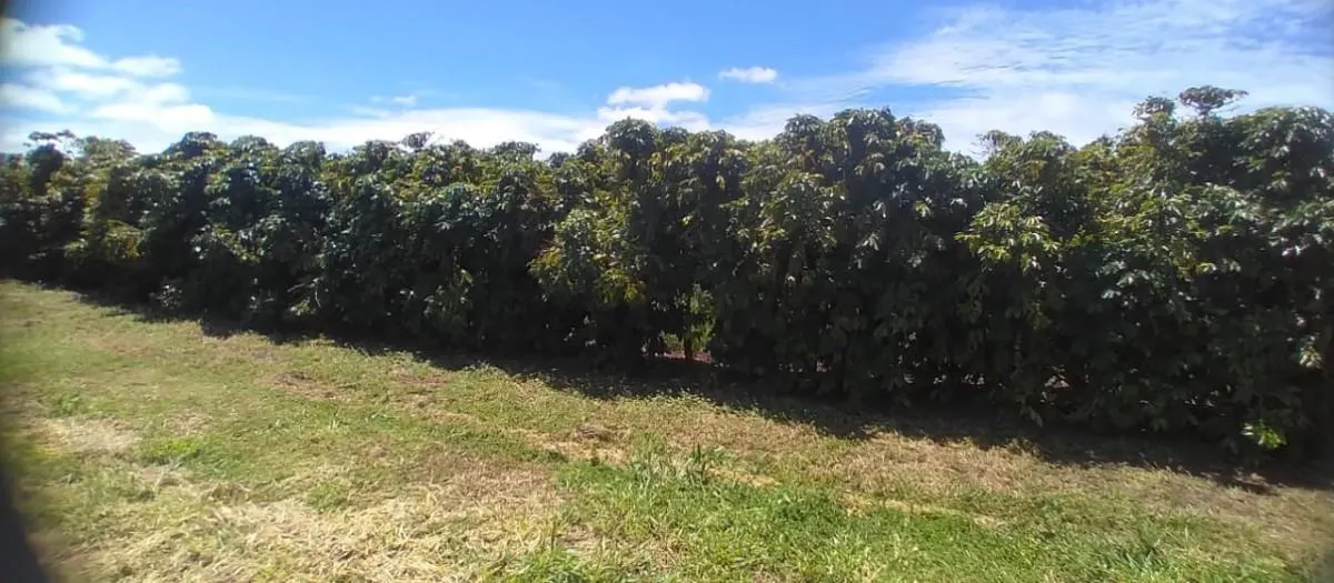 Fazenda à venda de 277 ha em Garça, SP, Brasil