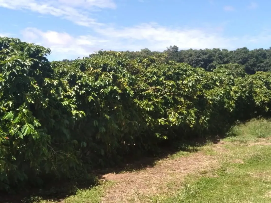 Fazenda à venda de 277 ha em Garça, SP, Brasil