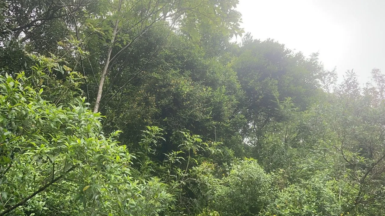 Plot for sale of 6 acres in Caraá, RS, Brazil
