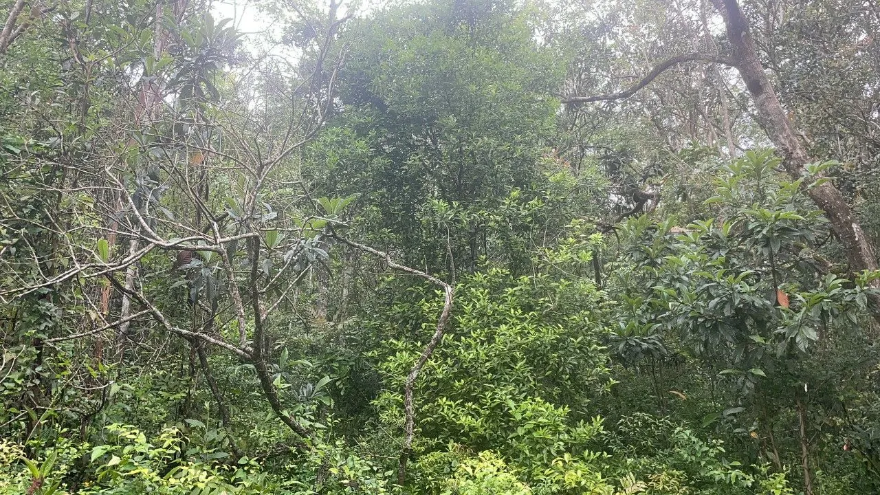 Terreno à venda de 3 ha em Caraá, RS, Brasil