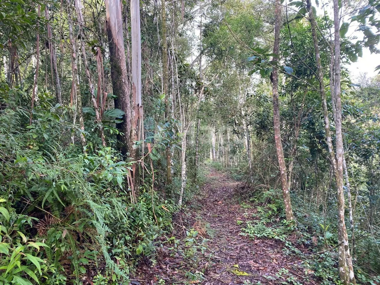 Terreno à venda de 7 ha em Nova Trento, SC, Brasil