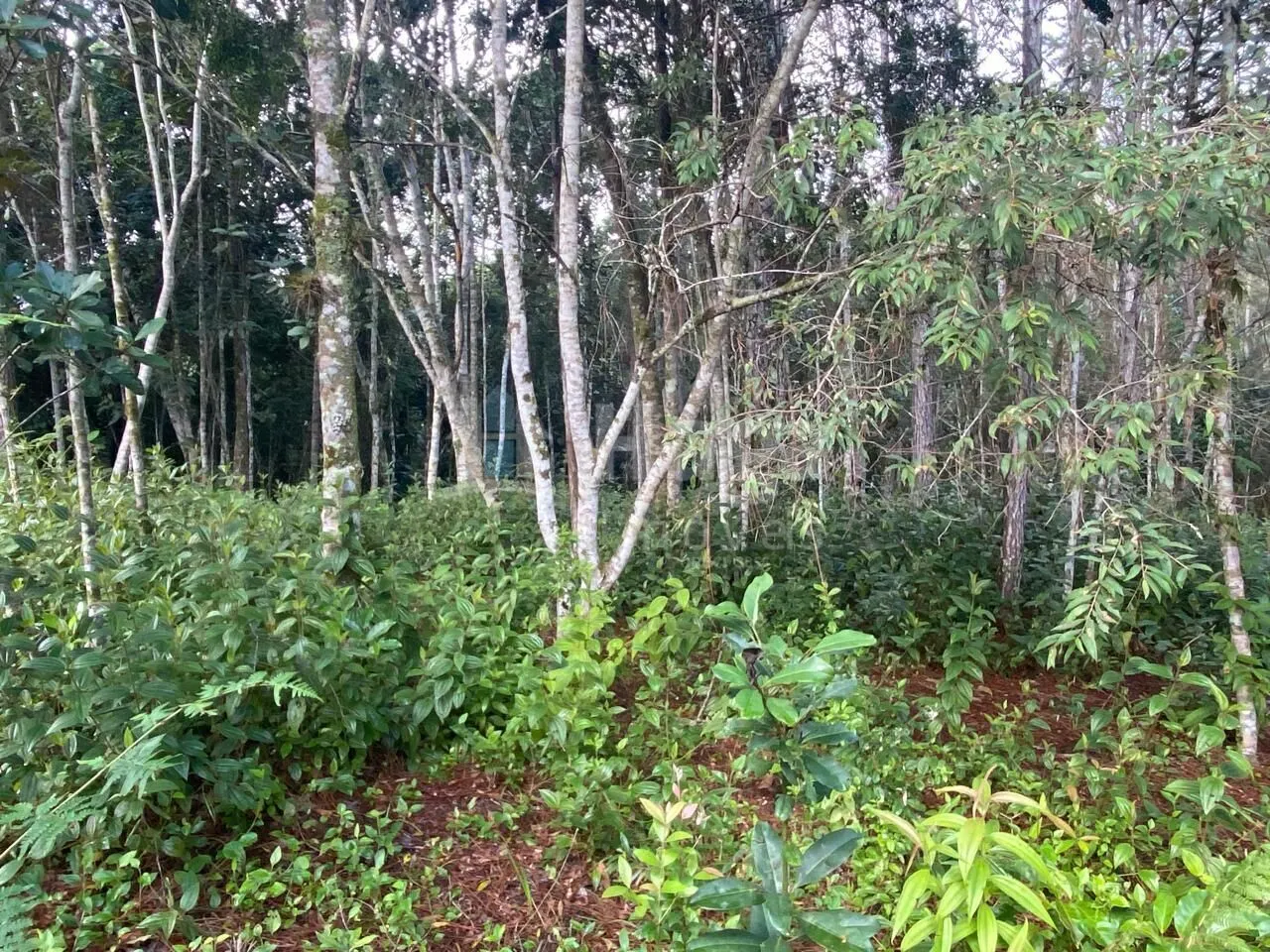 Terreno à venda de 7 ha em Nova Trento, SC, Brasil