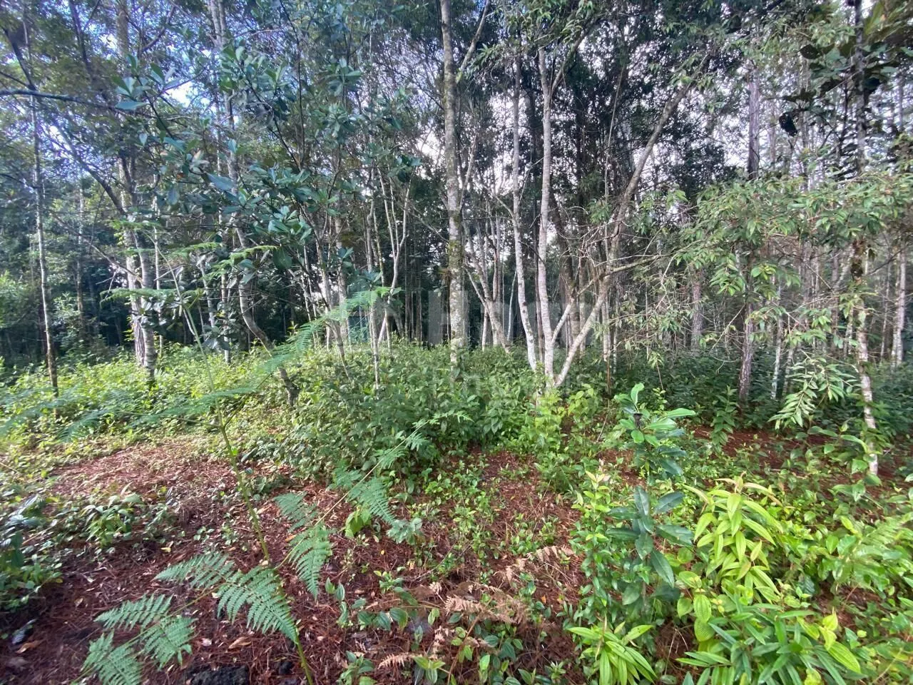 Terreno à venda de 7 ha em Nova Trento, SC, Brasil