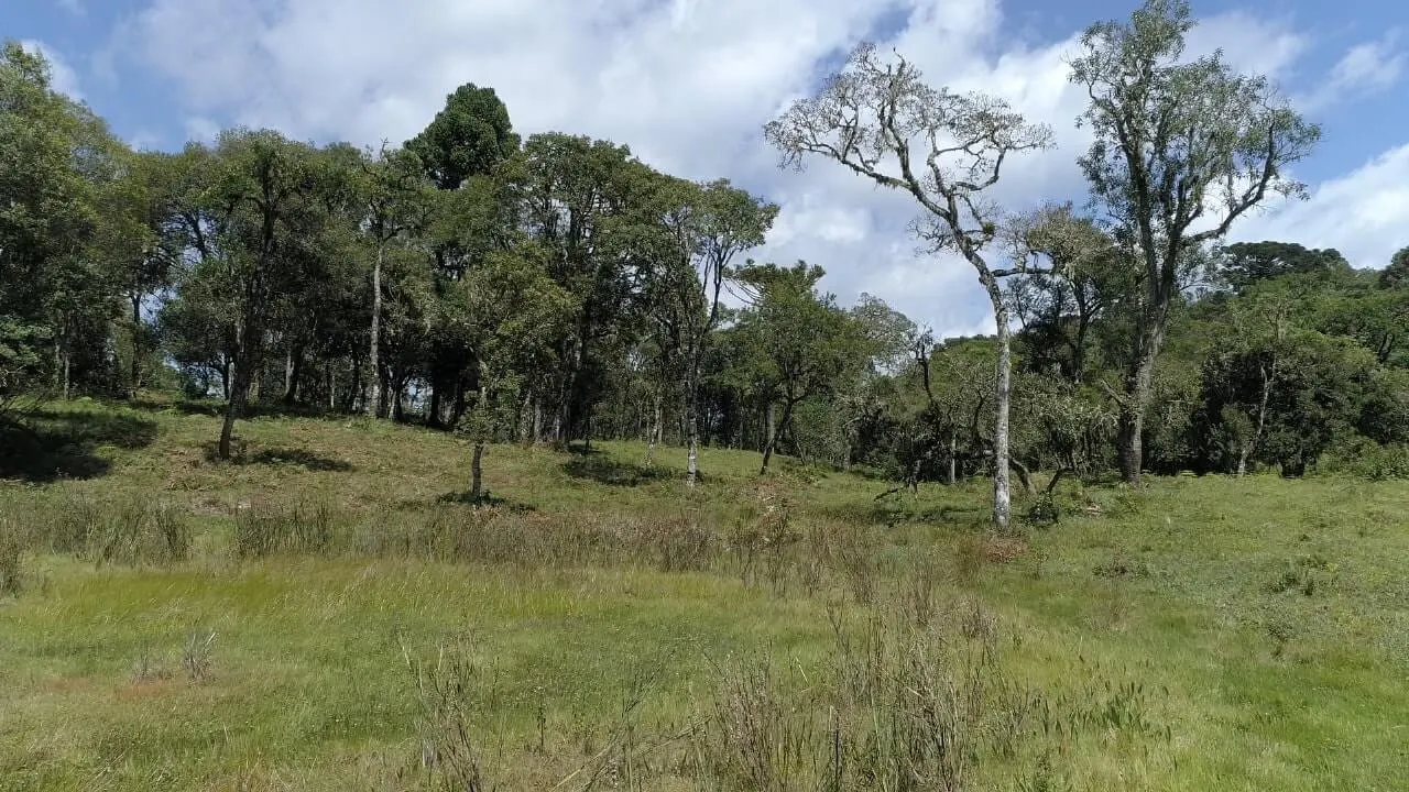 Sítio à venda de 20 ha em Urubici, SC, Brasil