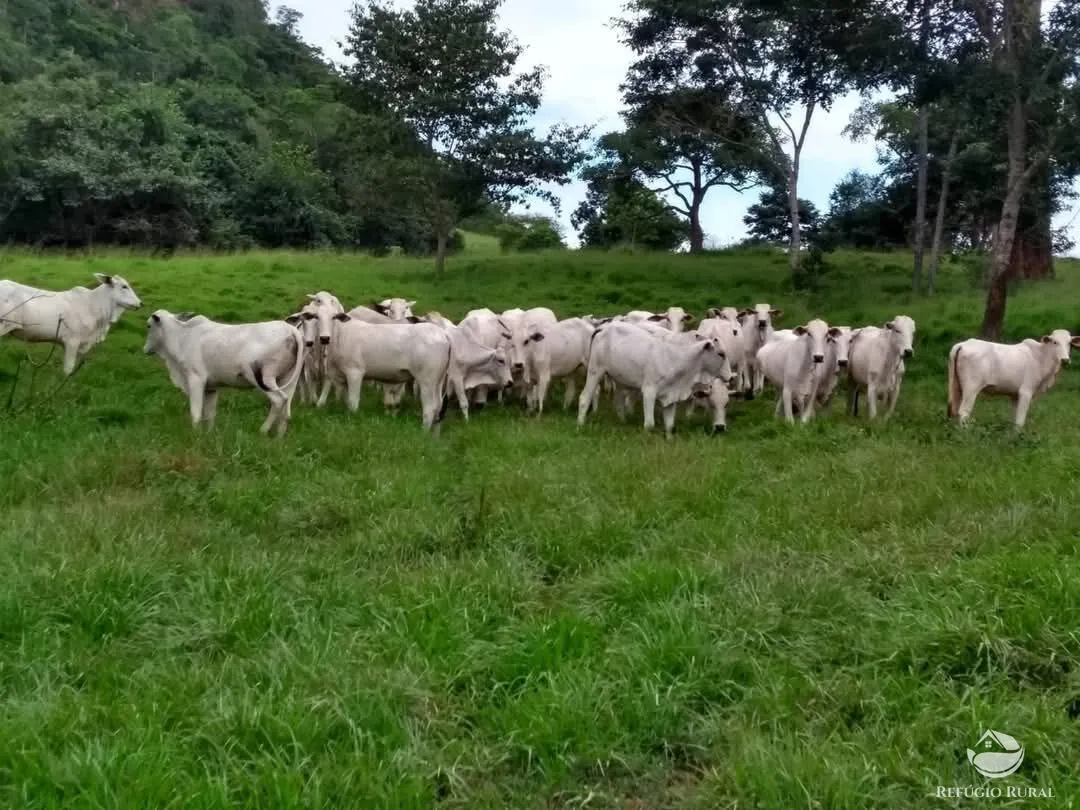 Fazenda à venda de 2.508 ha em Pedra Preta, MT, Brasil