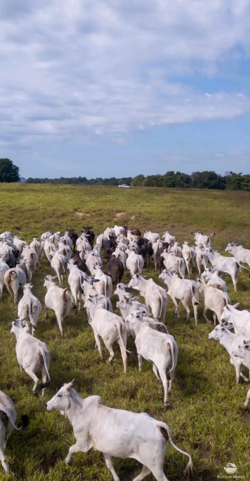 Fazenda à venda de 2.508 ha em Pedra Preta, MT, Brasil